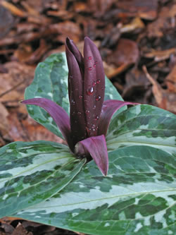 Trillium underwoodii