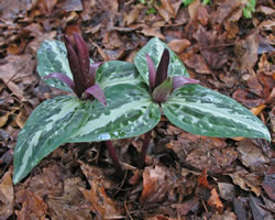 Trillium underwoodii