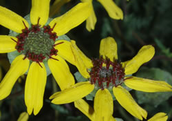 Berlandiera lyrata.