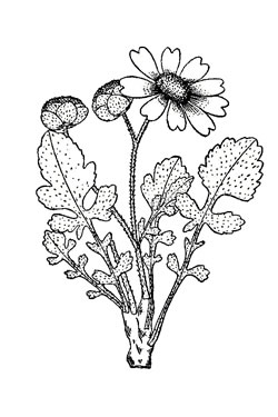 Berlandiera lyrata.
