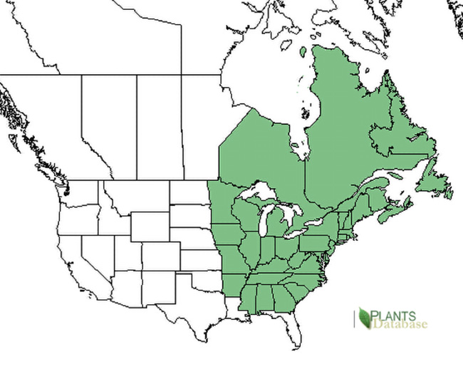 Viola Cucullata Aiton range map.