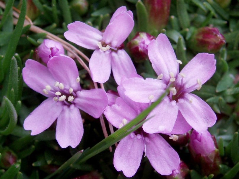 moss-campion