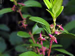 Mountain-lover (Paxistima myrsinites)