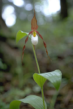 Mountain lady's slipper.