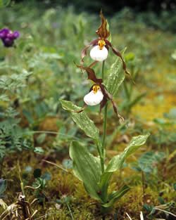 Mountain lady's slipper plant.