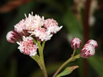 Mule Fat (Baccharis salicifolia).