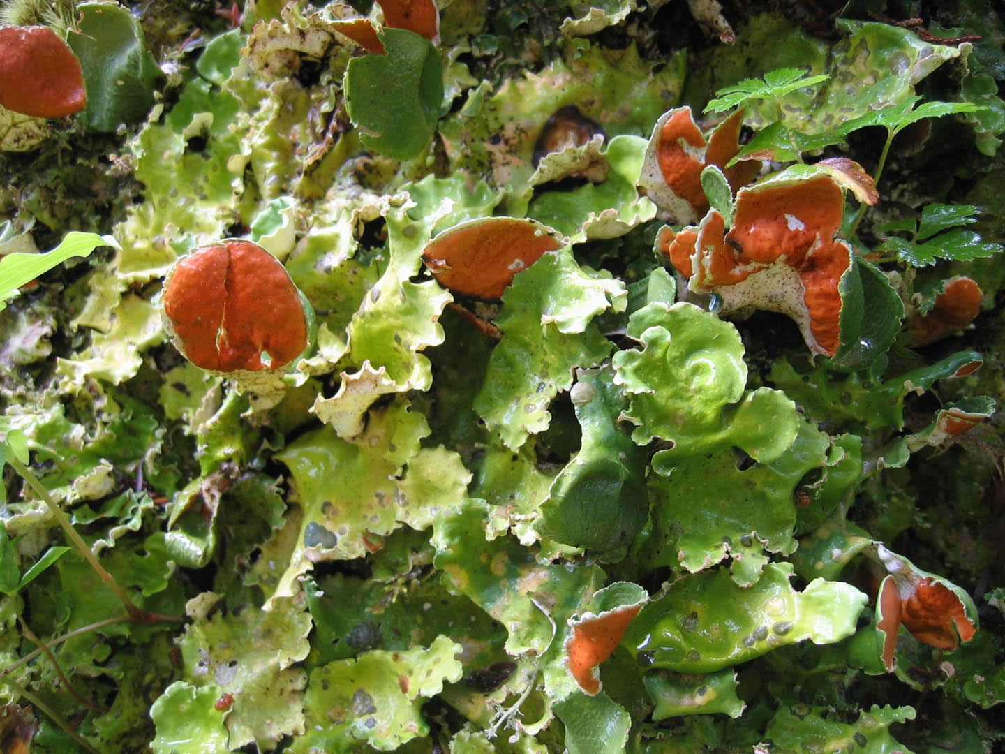 Arctic kidney lichen