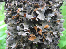Nephroma resupinatum.
