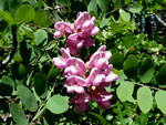 New Mexico locust (Robinia neomexicana).