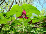 Nodding Wakerobin (Trillium flexipes).
