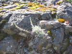 Northern Wormwood