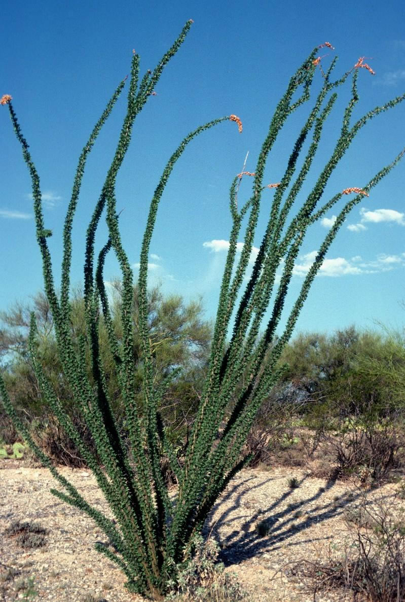 ocotillo