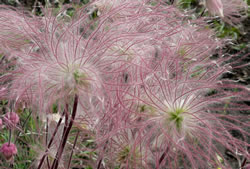 Close-up of the feathery styles of old man’s whiskers.