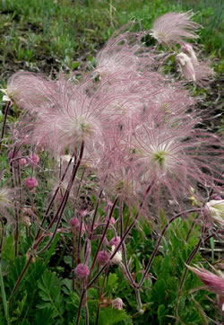 Upright feather fruits and still nodding flowers of old man’s whiskers