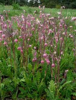 A clump of old Man’s Whiskers plants in flower.