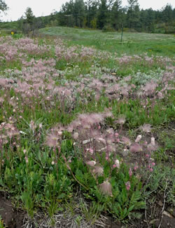 Old Man’s Whiskers making “prairie smoke” in a mountain meadow on the San Juan National Forest.