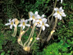 One-flowered Cancer Root (Orobanche uniflora).