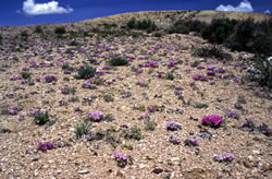 Opal Phlox (Phlox opalensis) habitat.