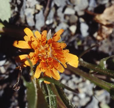 Agoseris aurantiaca.