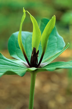 Trillium viridescens
