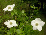 Pacific Dogwood (Cornus nuttallii).