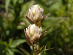 Pale painted cup (Castilleja septentrionalis)