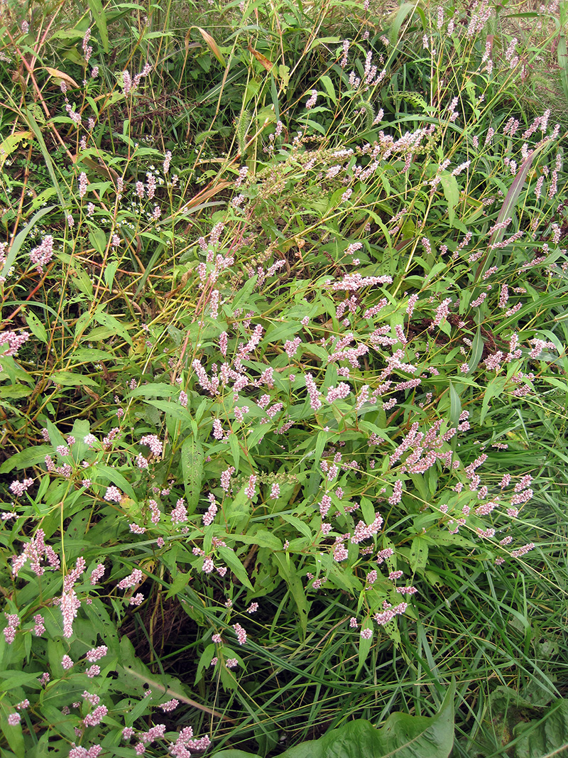 Pennsylvania smartweed plants.