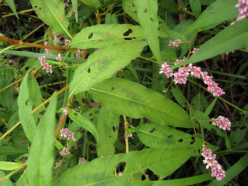 Leaves of the Pennsylvania Smartweed plant showing dark mottling.