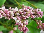 Pennsylvania Smartweed (Polygonum pensylvanicum).