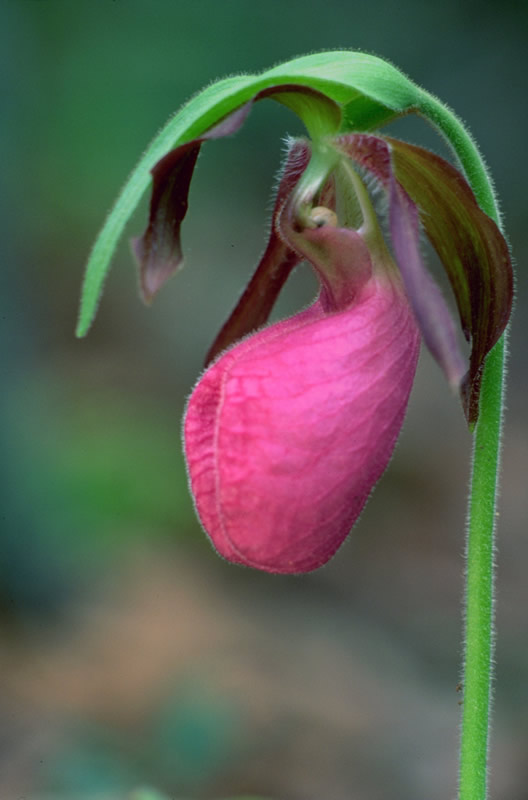 Pink Lady's Slipper