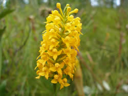 Yellow Fringeless Orchid.
