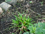 plantain-leaf sedge.