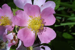 Closeup of Prairie Rose, Rosa setigera.