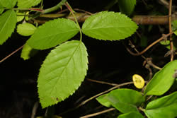 Prairie rose leaves and stems.