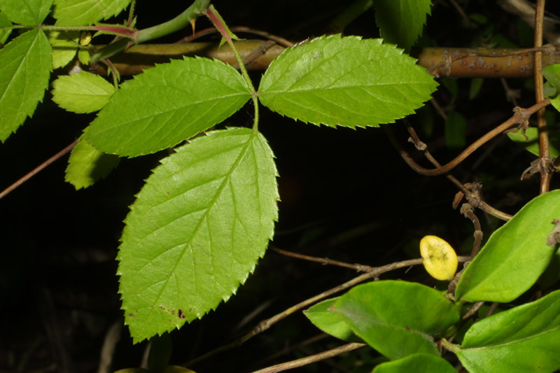 Prairie Rose