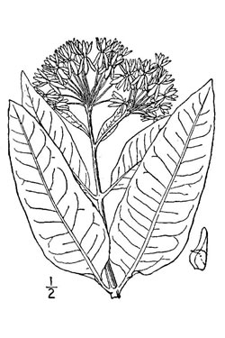 Asclepias purpurascens.