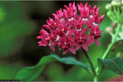 Asclepias purpurascens.