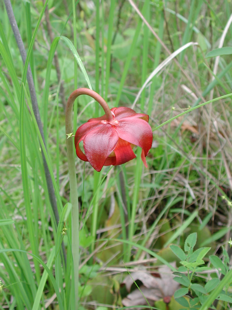 pitcher plant flower