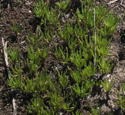 Phemeranthus teretifolius.