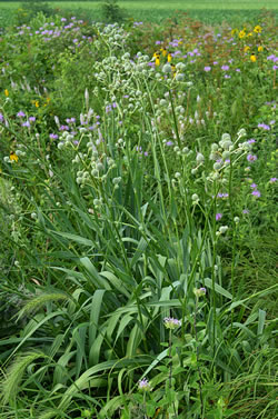 Eryngium yuccifolium