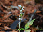 Rattlesnake Plantain (Goodyera oblongifolia).