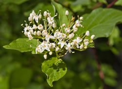 Cornus sericea.