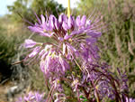 Rocky Mountain Bee Plant (Cleome serrulata)