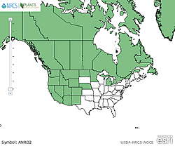Map of the United States showing states. States are colored green where the species may be found.