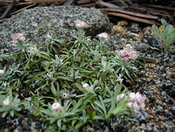 Rosy Pussytoes (Antennaria rosea) habitat