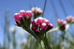 Rosy Pussytoes (Antennaria rosea)