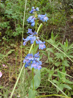Penstemon rydbergii.