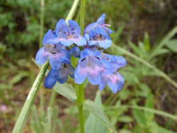 Penstemon rydbergii.
