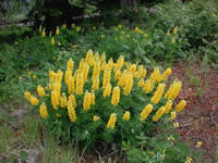 Sabine's Lupine.