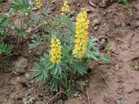 Sabine's lupine.